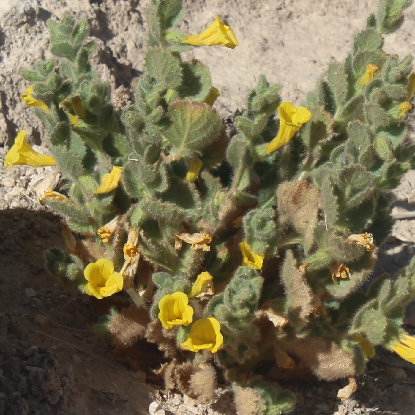 Image of Spirostegia bucharica specimen.