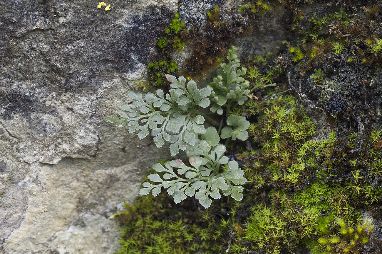 Image of Asplenium ruta-muraria specimen.