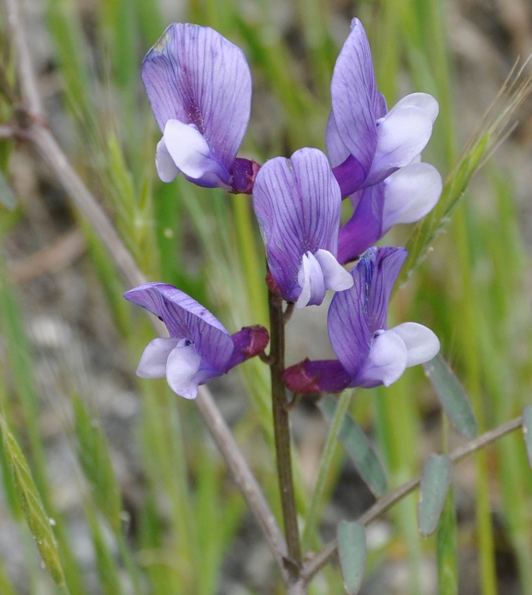 Изображение особи Vicia cassia.