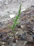 Salicornia perennans