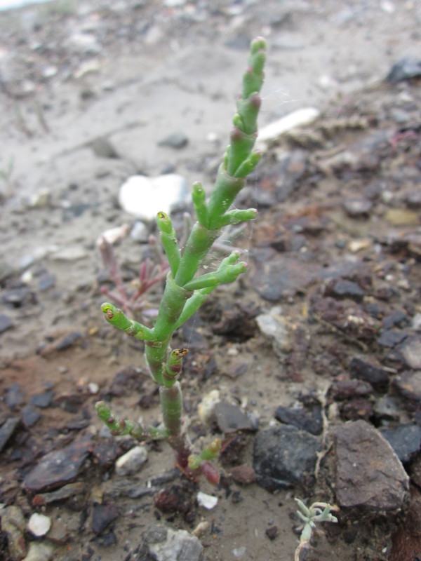 Изображение особи Salicornia perennans.