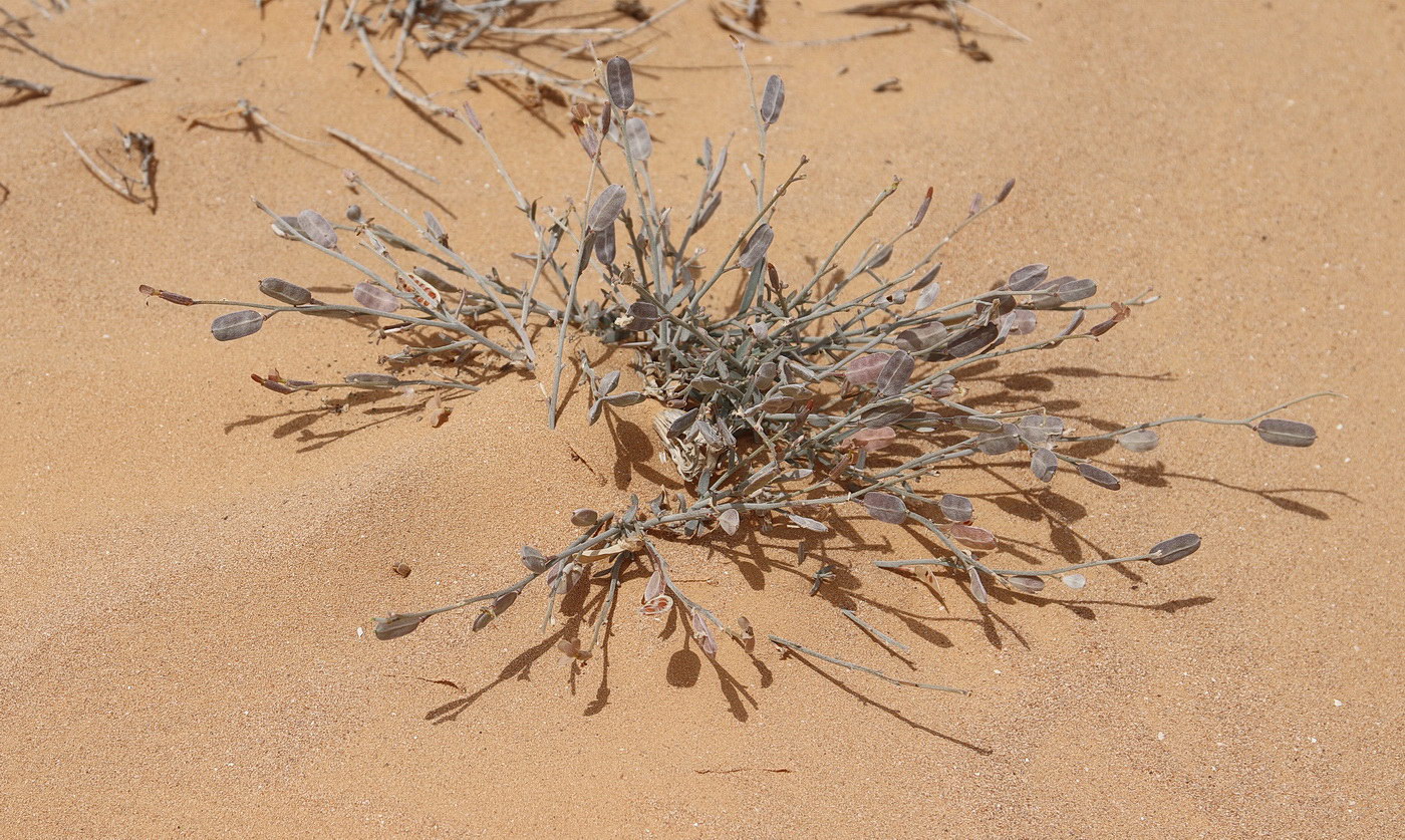 Image of Farsetia aegyptia specimen.