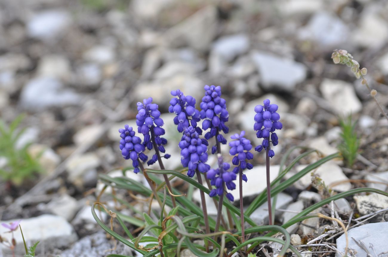 Image of Muscari armeniacum specimen.