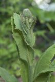 Meconopsis betonicifolia. Верхняя часть побега с бутоном. Костромская обл., Судиславский р-н, дер. Антипино, в культуре. 27.05.2019.