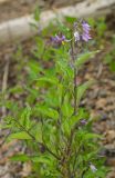 Solanum kitagawae. Верхушка цветущего растения с завязавшимися плодами. Челябинская обл., Кизильский р-н, Богдановское сельское поселение, пос. Грязнушинский, долина р. Урал, галечный берег. 13 июня 2019 г.