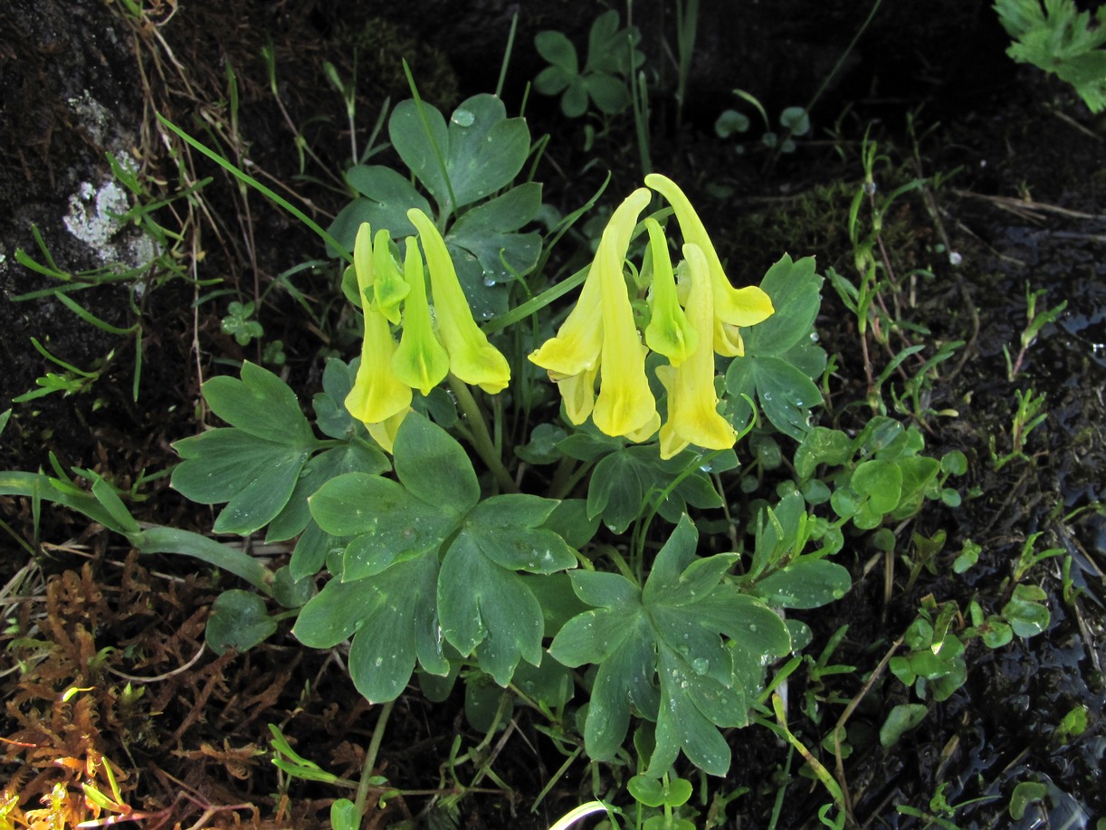 Image of Corydalis portenieri specimen.