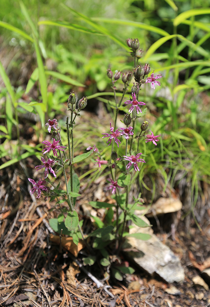 Image of Silene olgae specimen.