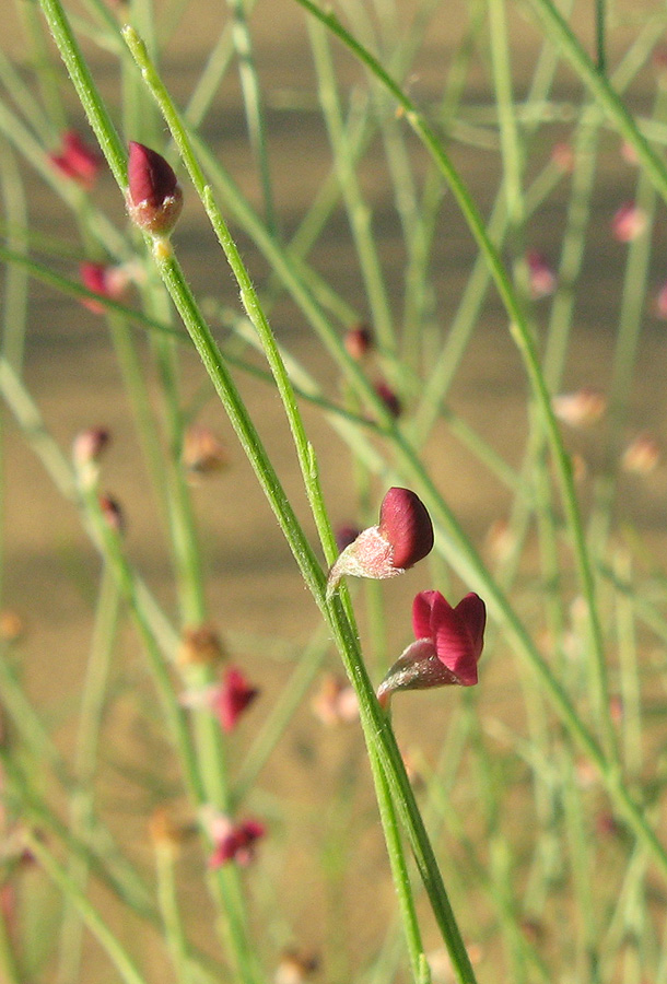 Image of Eremosparton aphyllum specimen.