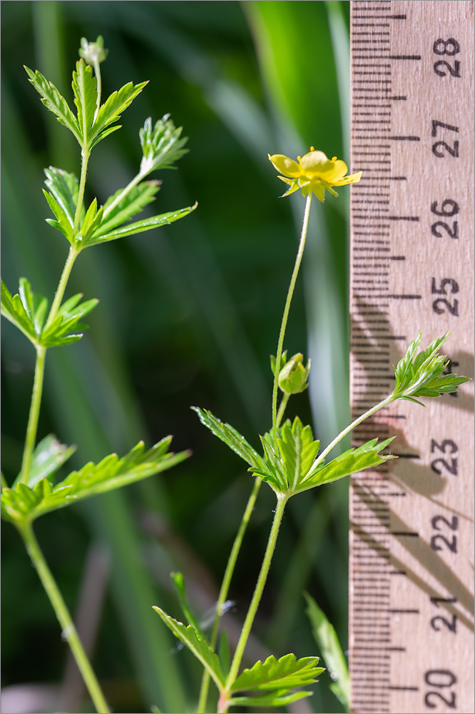 Image of Potentilla erecta specimen.