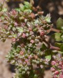 Polycarpon succulentum