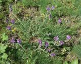 Oxytropis karataviensis