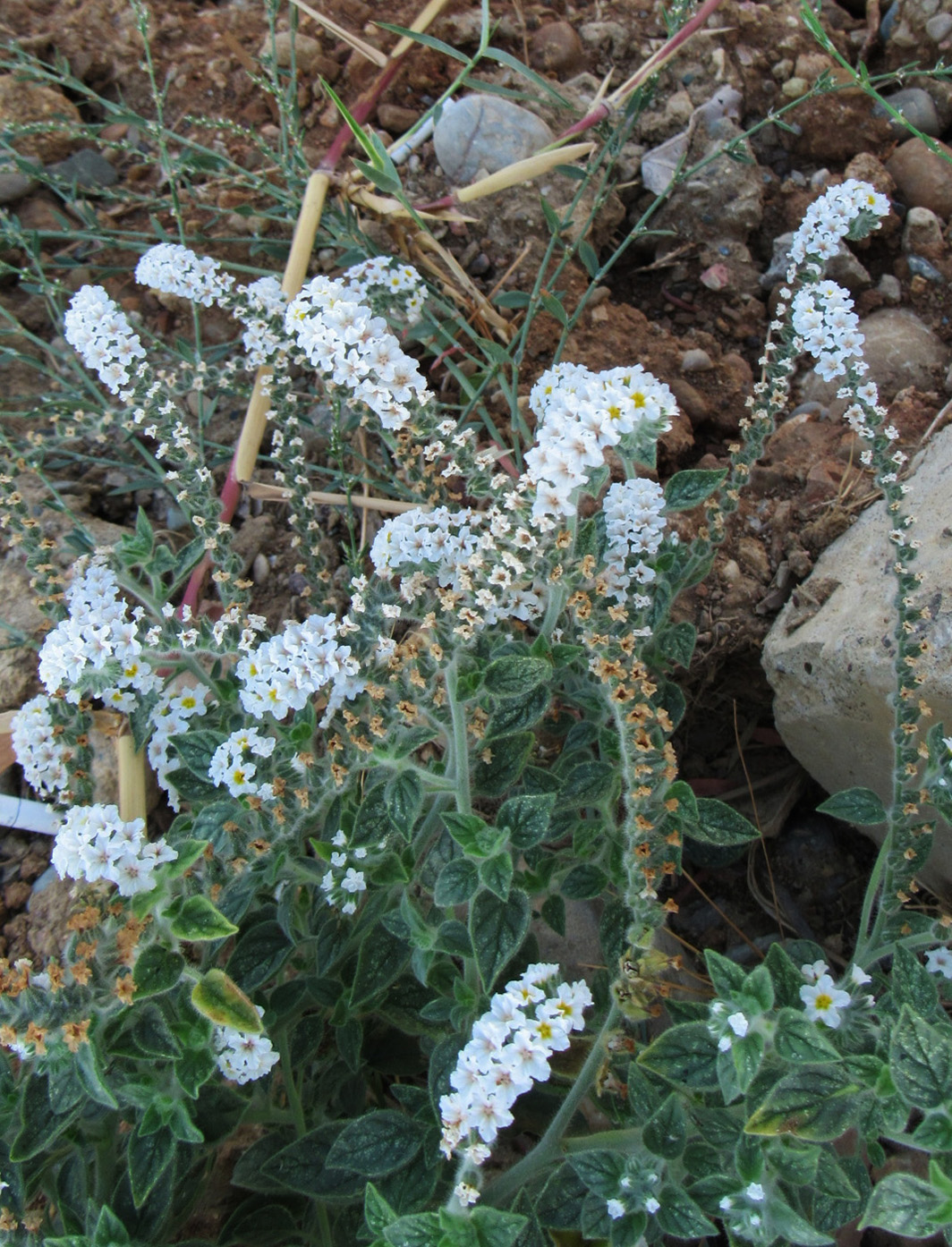 Изображение особи Heliotropium hirsutissimum.