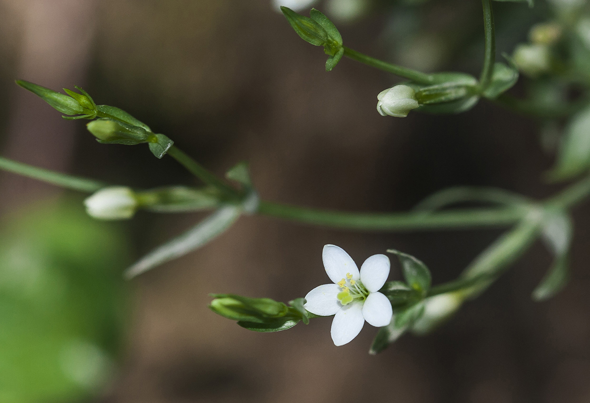 Изображение особи Centaurium meyeri.