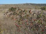 Rosa marginata. Ветви с плодами. Крым, Севастополь, окр. Верхне-Юхариной балки, заброшенный виноградник. 02.10.2019.