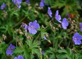 Geranium pratense. Верхушка побега с соцветиями и бутонами. Челябинская обл., Чебаркульский р-н, берег оз. Еловое, опушка смешанного леса. 07.08.2019.