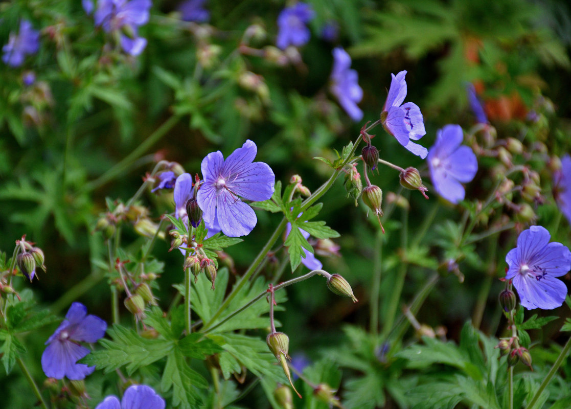 Image of Geranium pratense specimen.