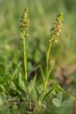 Dactylorhiza viridis. Цветущие растения. Краснодарский край, Мостовский р-н, окр. пос. Узловой, ю.-в. склон горы Асбестная, субальпийский луг. 15.06.2019.