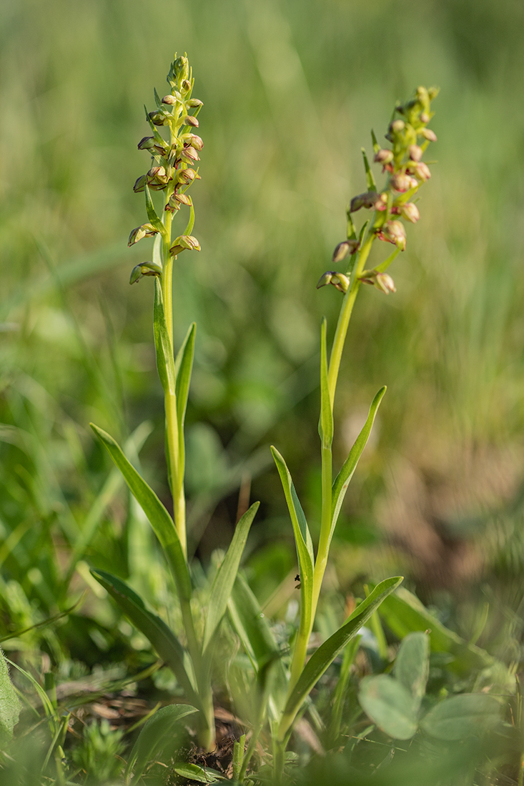 Image of Dactylorhiza viridis specimen.