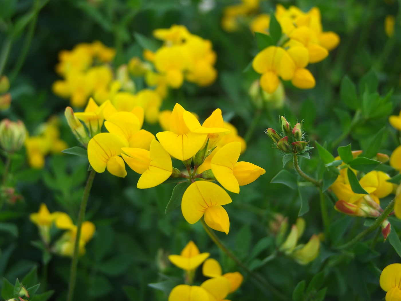 Изображение особи Lotus corniculatus.