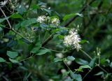 Clematis vitalba. Верхушка побега с соцветиями. Сербия, горный массив Златибор, гора Шарган, железная дорога Шарганская восьмёрка, ивняк на берегу ручья. 12.07.2019.