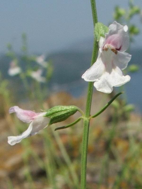 Image of Stachys angustifolia specimen.