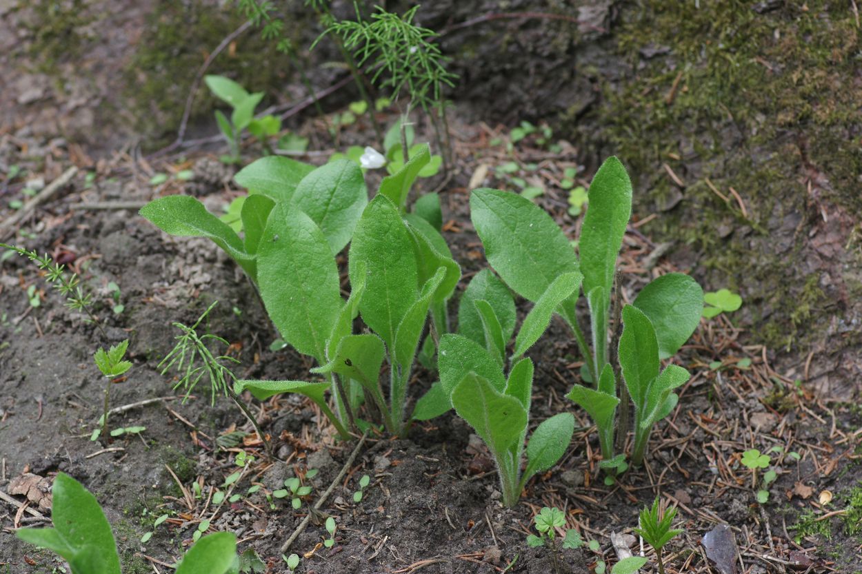 Изображение особи Hieracium lanceolatum.