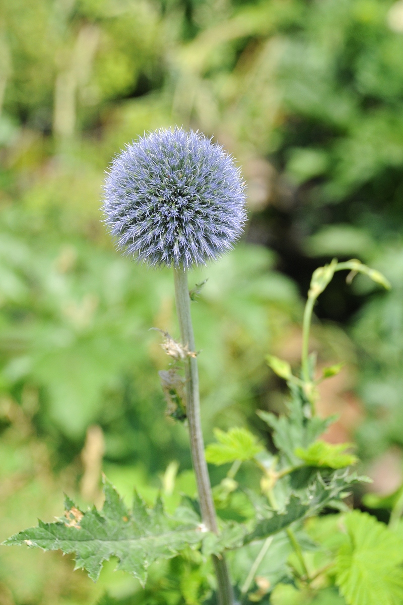 Изображение особи Echinops tricholepis.