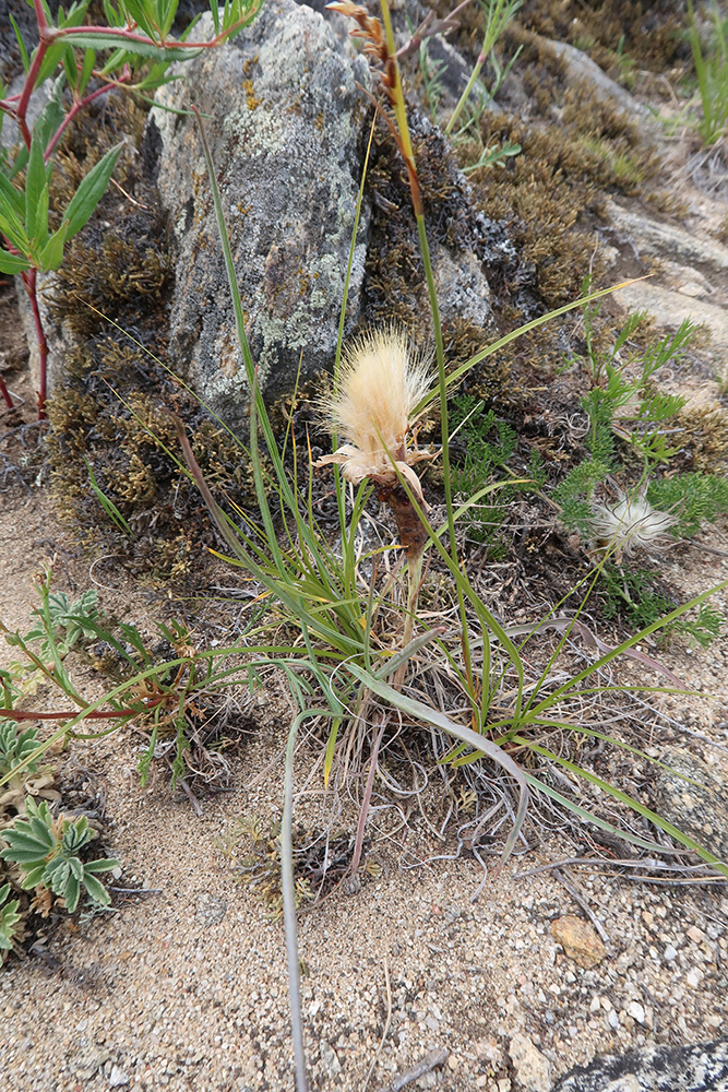 Image of genus Scorzonera specimen.