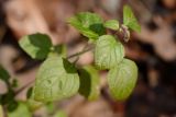 Clinopodium nepeta. Верхушка отцветшего растения. Краснодарский край, Лазаревский р-н, окр. с. Ордынка, 140 м н.у.м., лес. 06.01.2020.