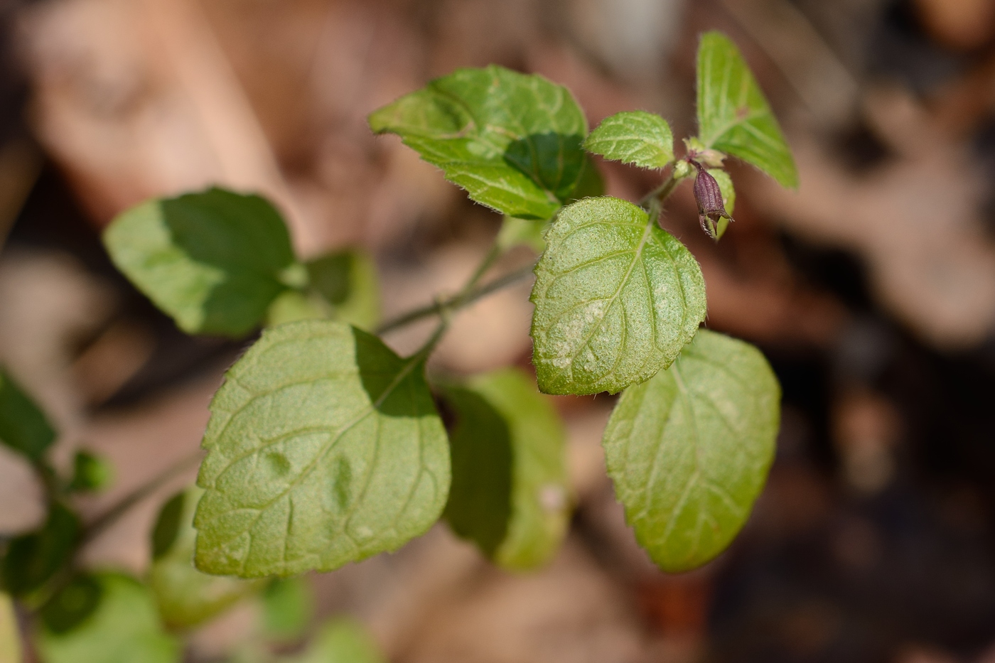 Изображение особи Clinopodium nepeta.