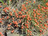 Ephedra distachya