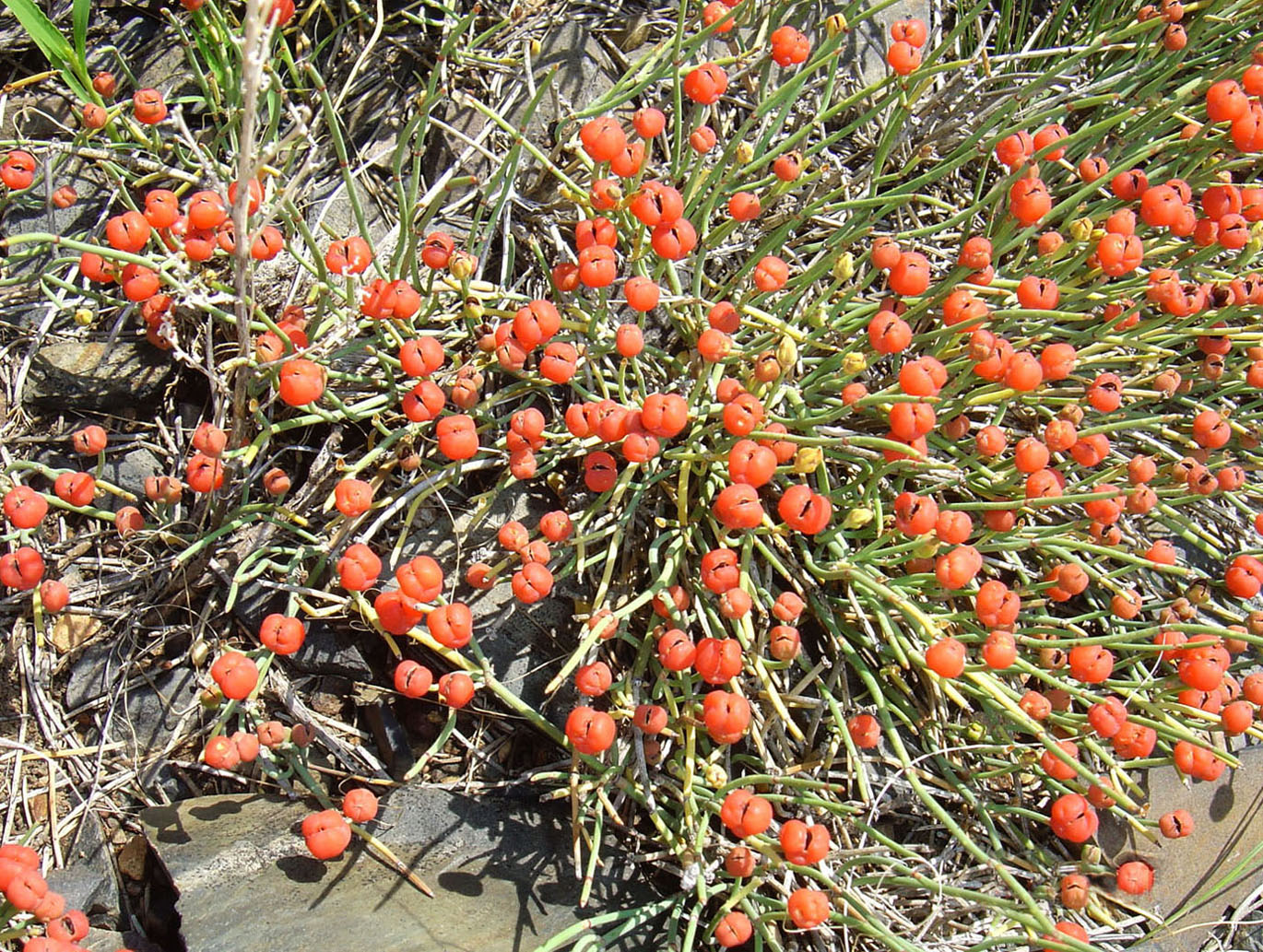 Изображение особи Ephedra distachya.