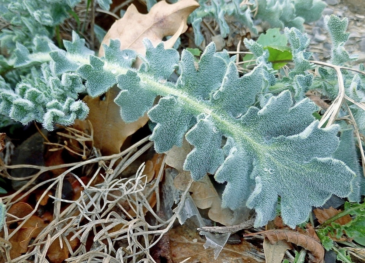 Изображение особи Glaucium flavum.