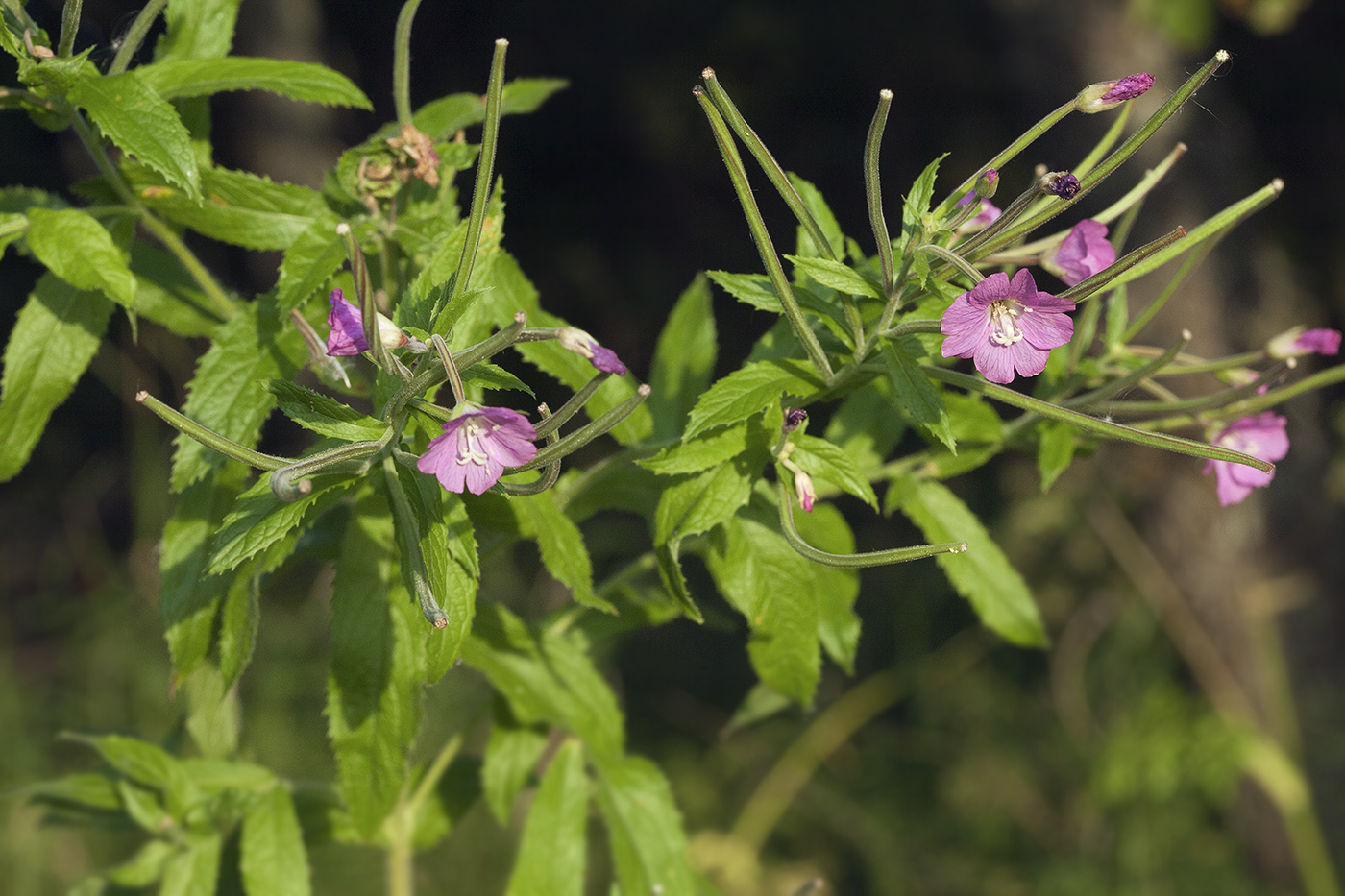 Image of Epilobium hirsutum specimen.