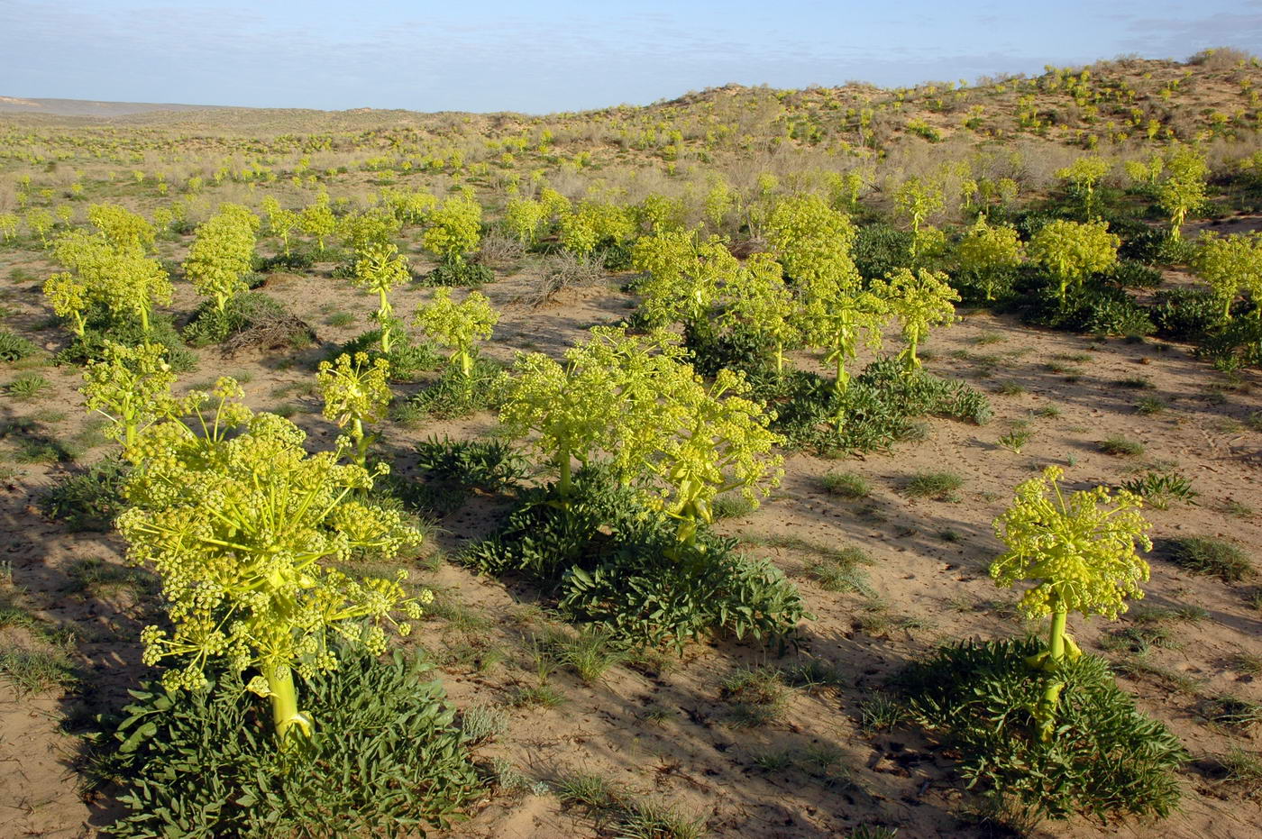 Изображение особи Ferula foetida.