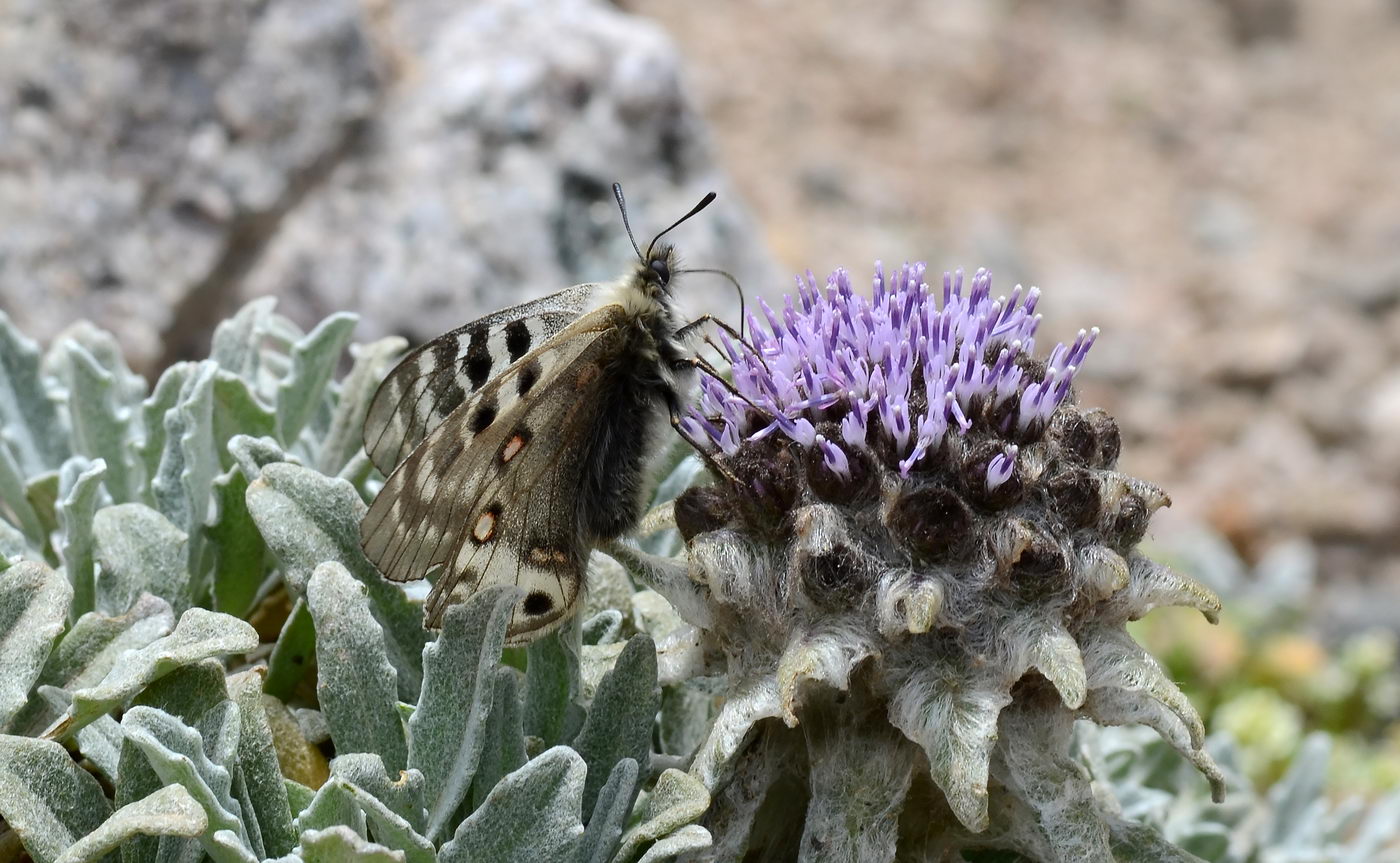 Image of Saussurea gnaphalodes specimen.