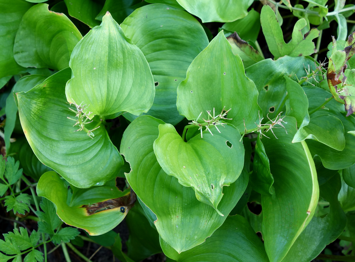 Image of Maianthemum dilatatum specimen.