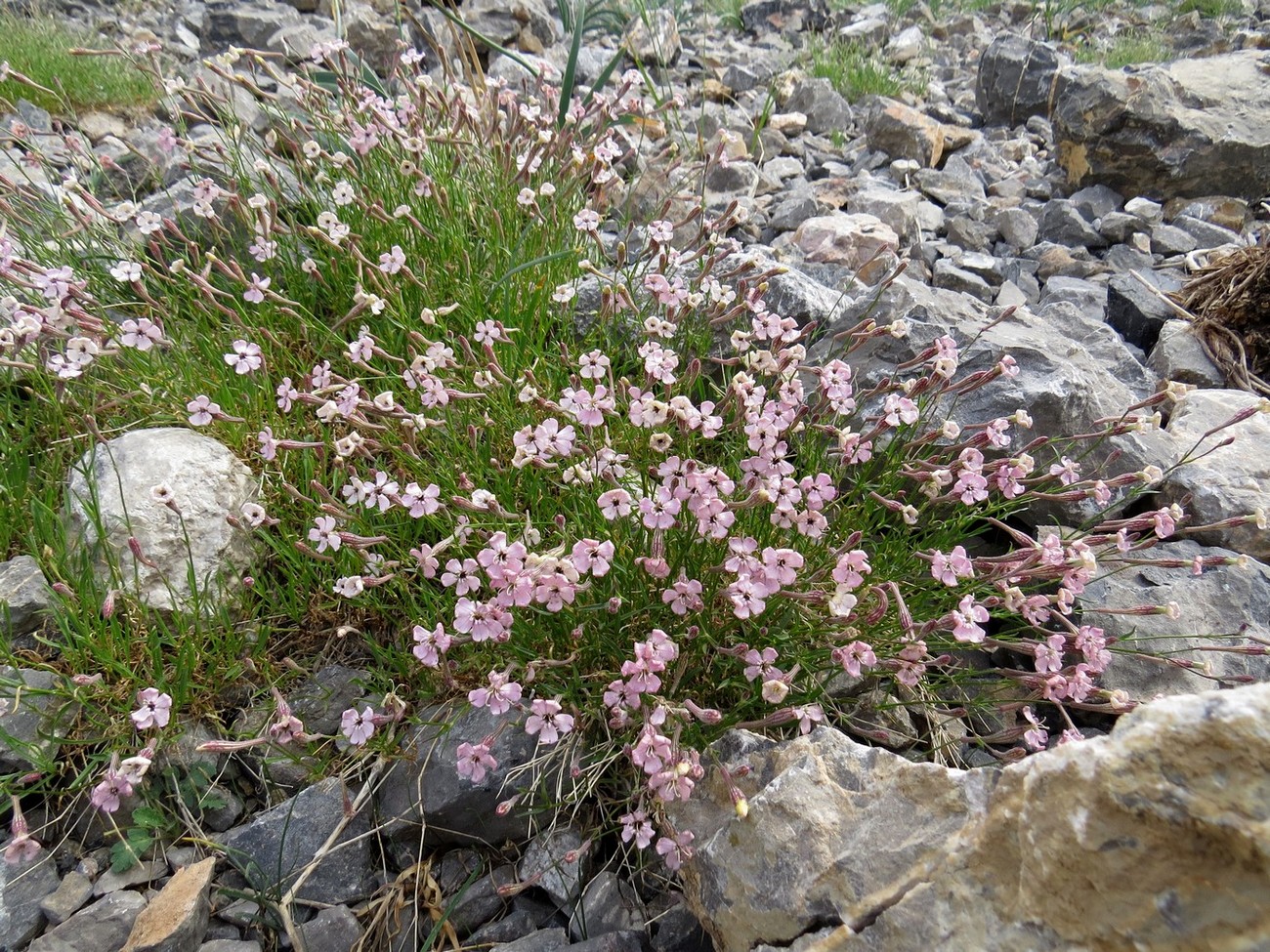 Изображение особи Silene kuschakewiczii.