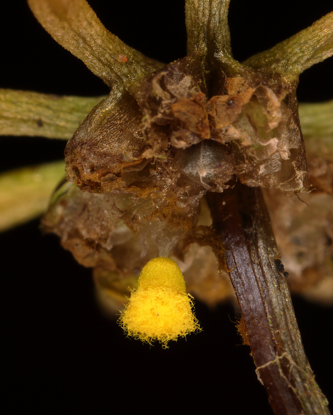 Image of Marchantia polymorpha specimen.