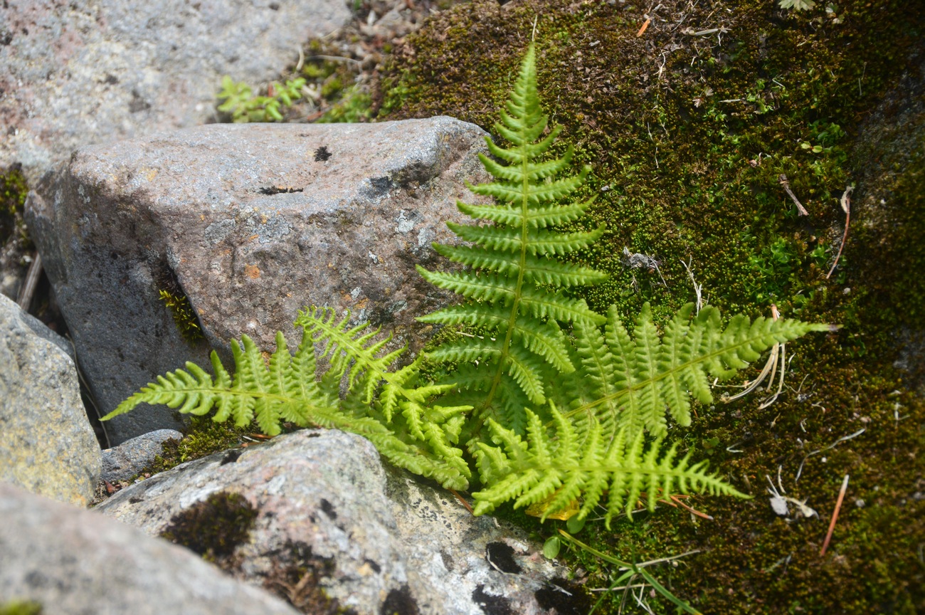 Изображение особи семейство Polypodiaceae.