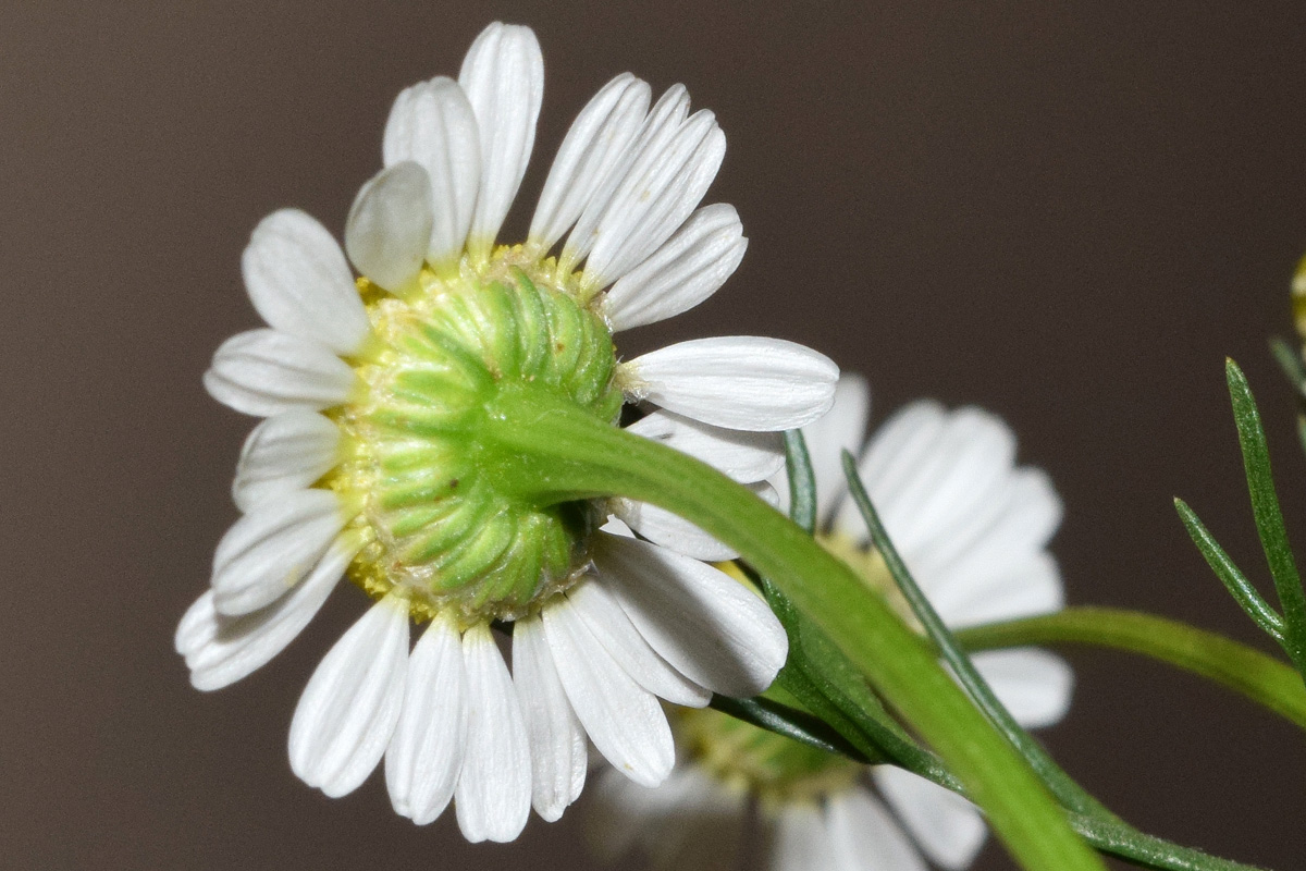 Image of Matricaria recutita specimen.