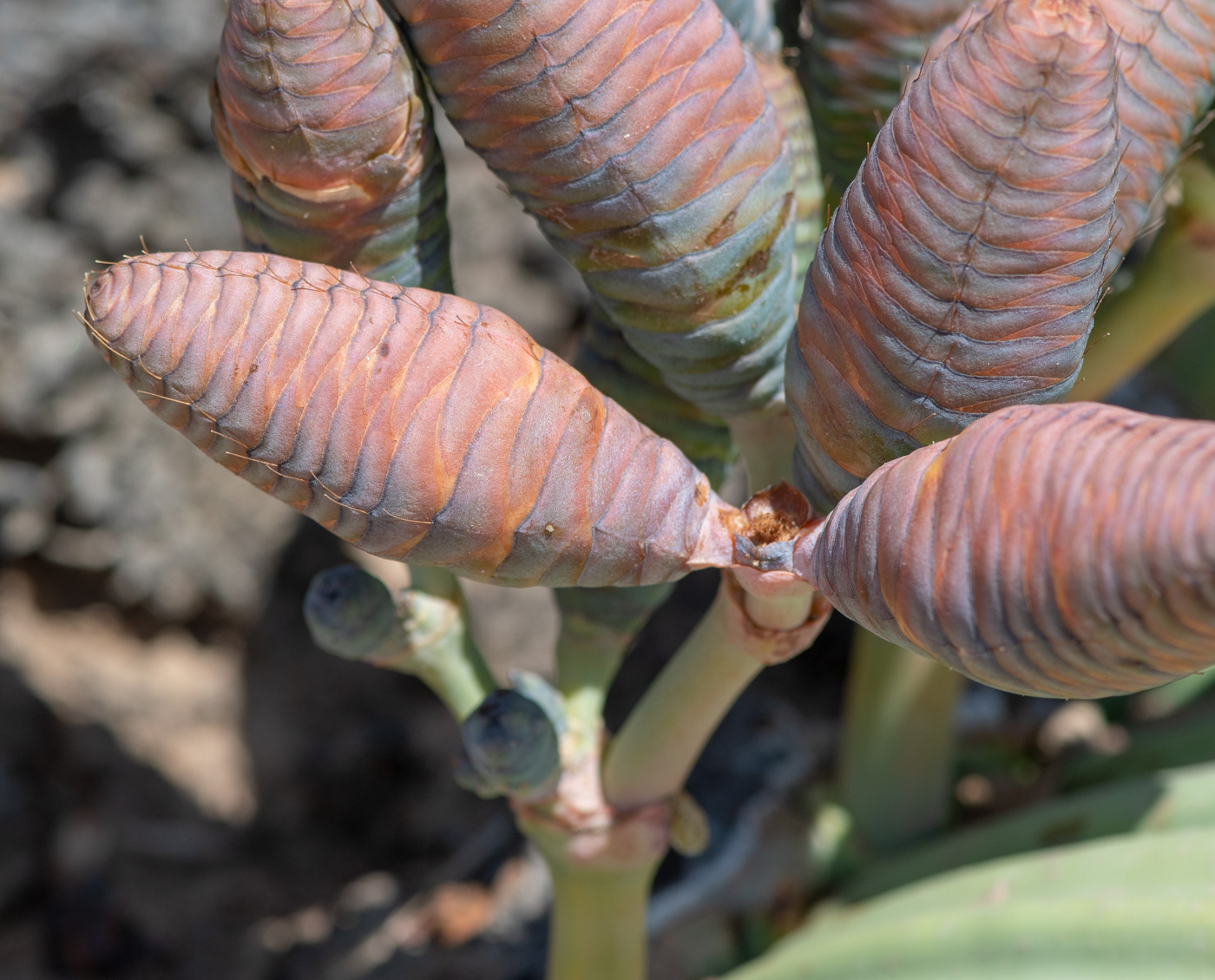 Image of Welwitschia mirabilis specimen.