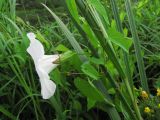 Calystegia sepium