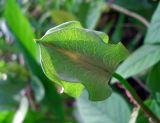 Cobaea scandens