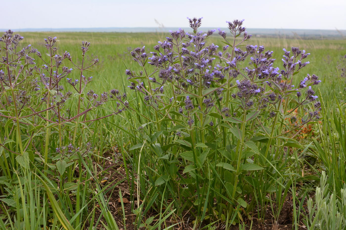 Image of Nepeta ucranica specimen.