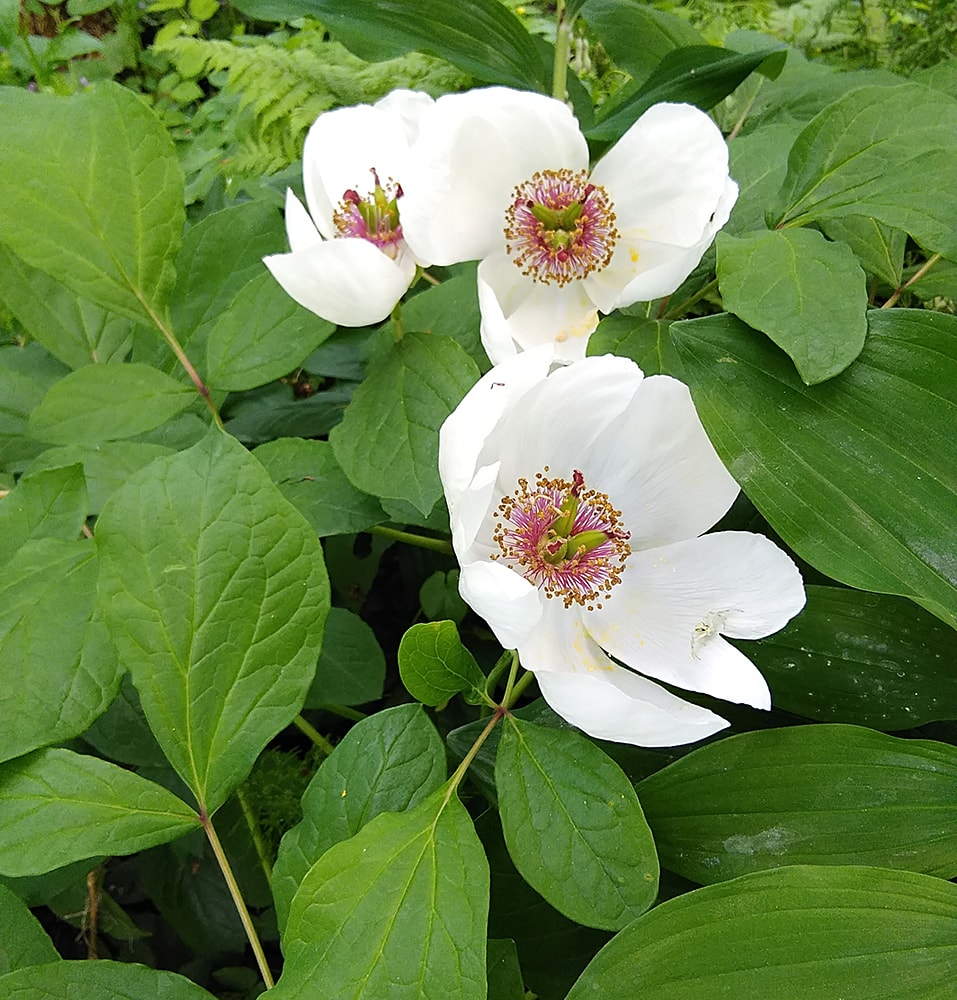 Image of Paeonia oreogeton specimen.