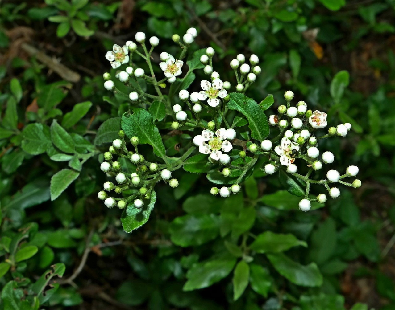 Image of Pyracantha coccinea specimen.