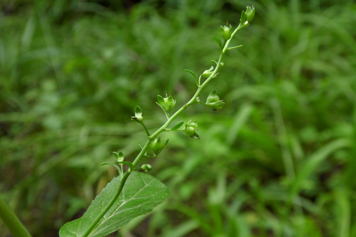 Image of Veronica beccabunga specimen.