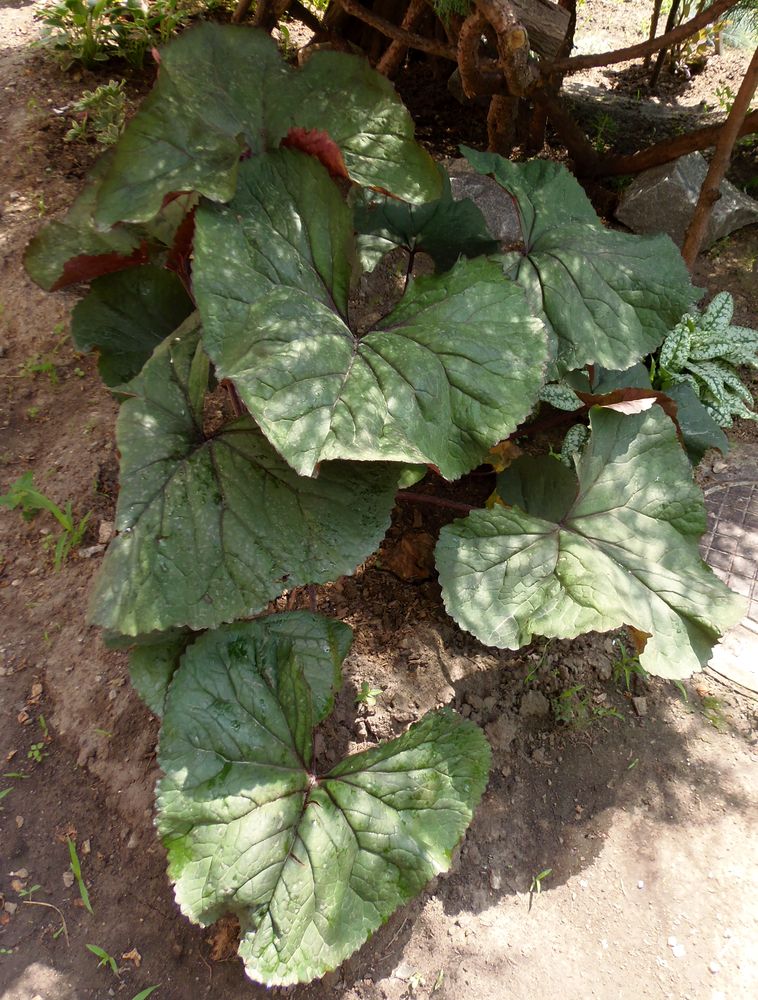 Image of Ligularia dentata specimen.