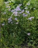 Symphyotrichum novi-belgii
